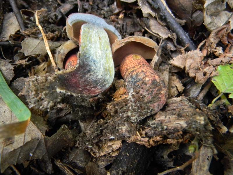 2) Il seguito del 19.10.2010.